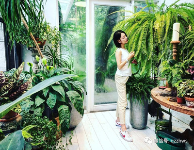 還有植物種植架?這種家庭的栽培方法是這么回事